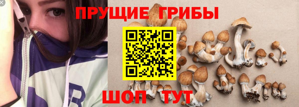 Галлюциногенные грибы Cubensis Беслан